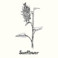 Sunflower on stem with leaves, side view, outline simple doodle drawing with inscription